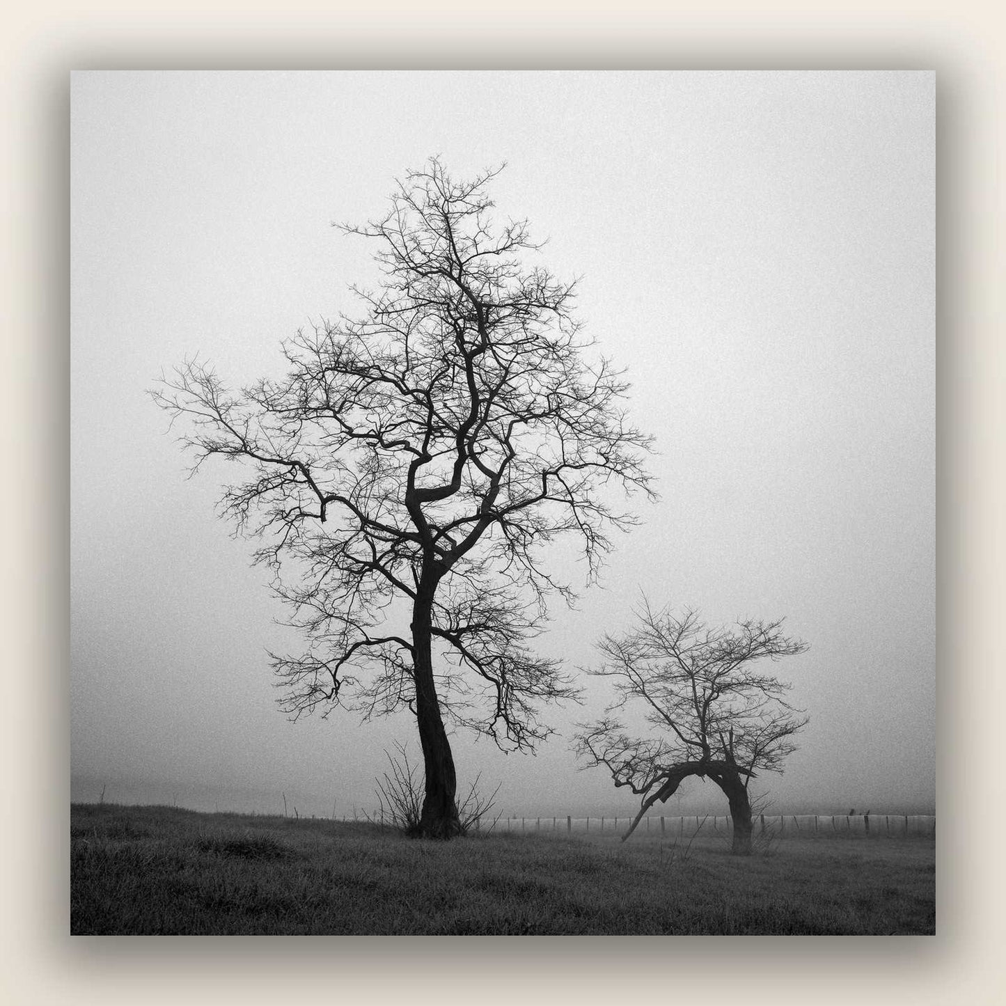 The Humble Guardian, Waikato — frameless acrylic glass print. New Zealand fine art landscape photography by Stephen Milner.