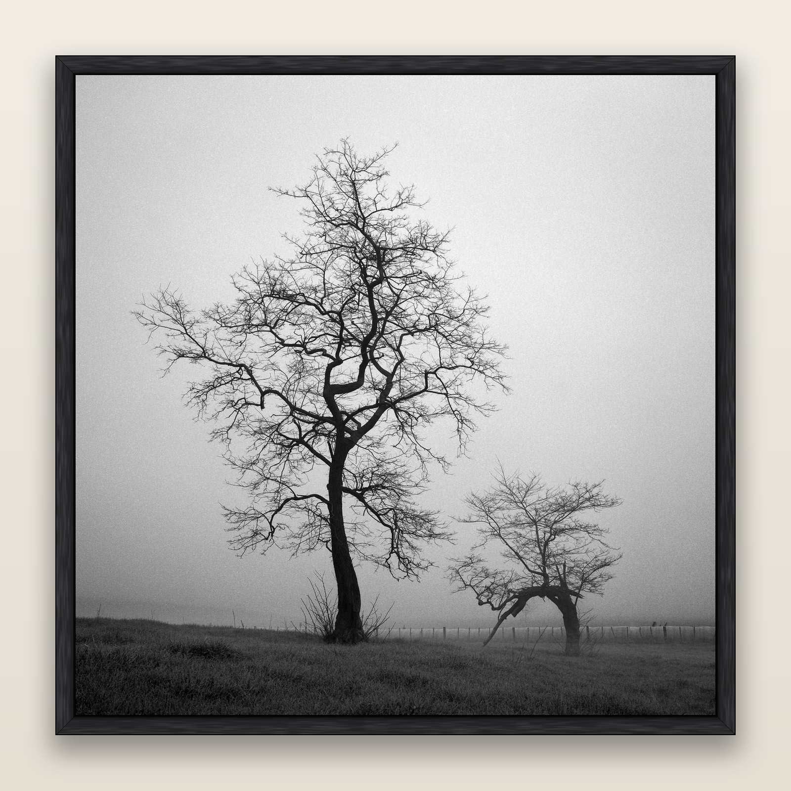 The Humble Guardian, Waikato — framed metallic canvas print, Black frame. New Zealand fine art landscape wall art by Stephen Milner.