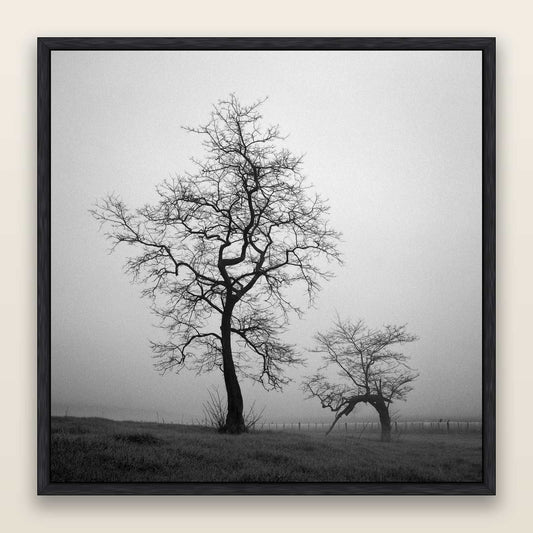 The Humble Guardian, Waikato — framed metallic canvas print, Black frame. New Zealand fine art landscape wall art by Stephen Milner.