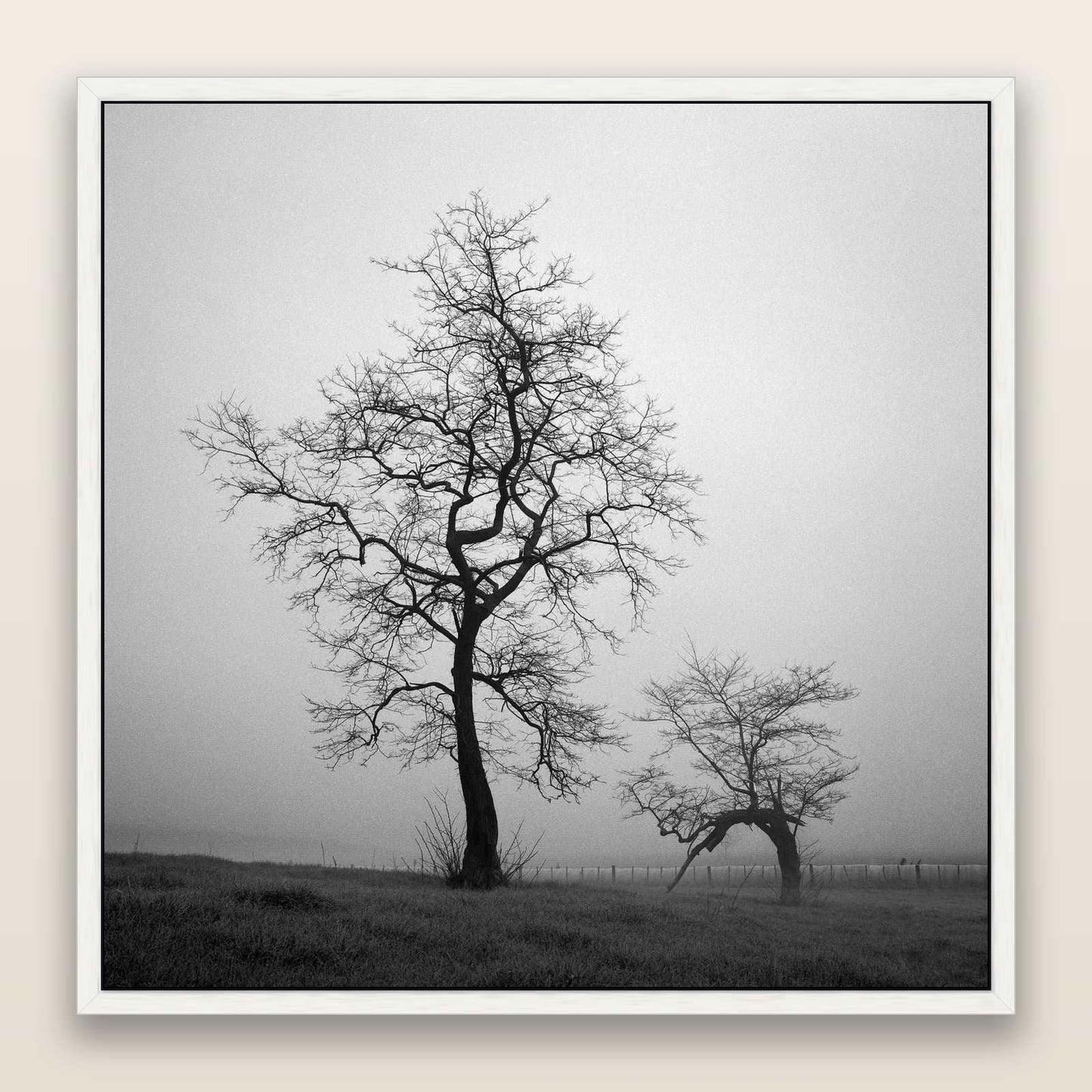The Humble Guardian, Waikato — framed metallic canvas print, White frame. New Zealand fine art landscape wall art by Stephen Milner.