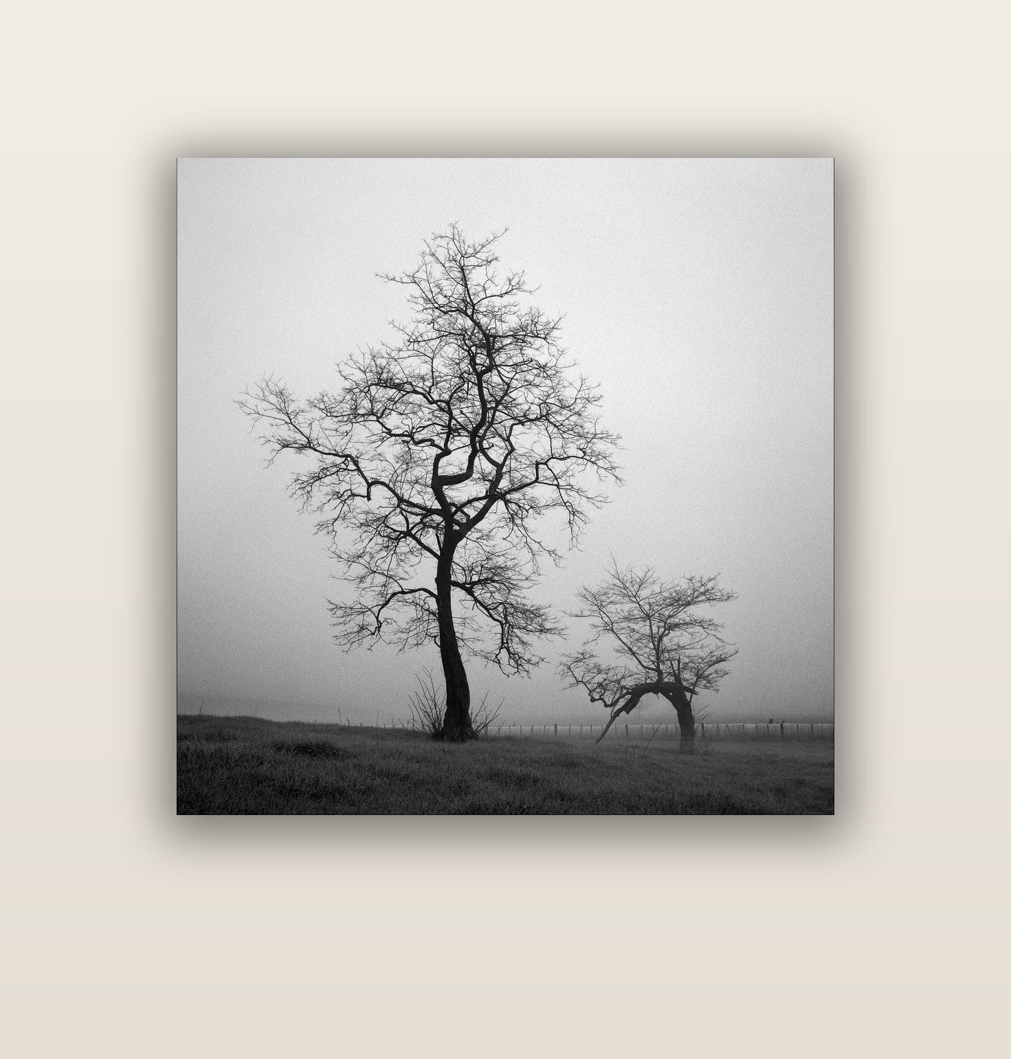 The Humble Guardian, Waikato — acrylic glass print, 112 × 112 cm. New Zealand fine art landscape wall art by Stephen Milner.