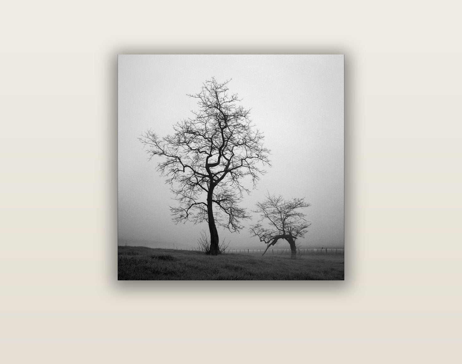 The Humble Guardian, Waikato — acrylic glass print, 61 × 61 cm. New Zealand fine art landscape wall art by Stephen Milner.