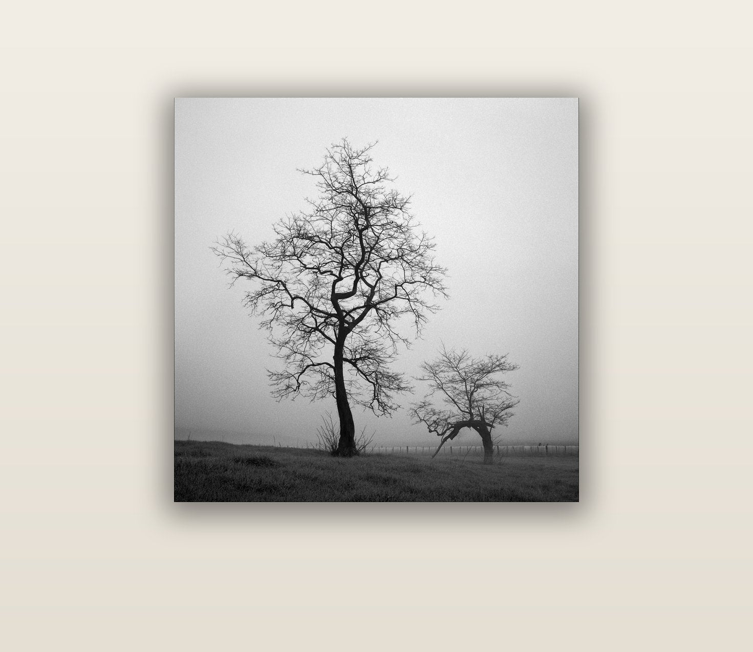 The Humble Guardian, Waikato — acrylic glass print, 76 × 76 cm. New Zealand fine art landscape wall art by Stephen Milner.