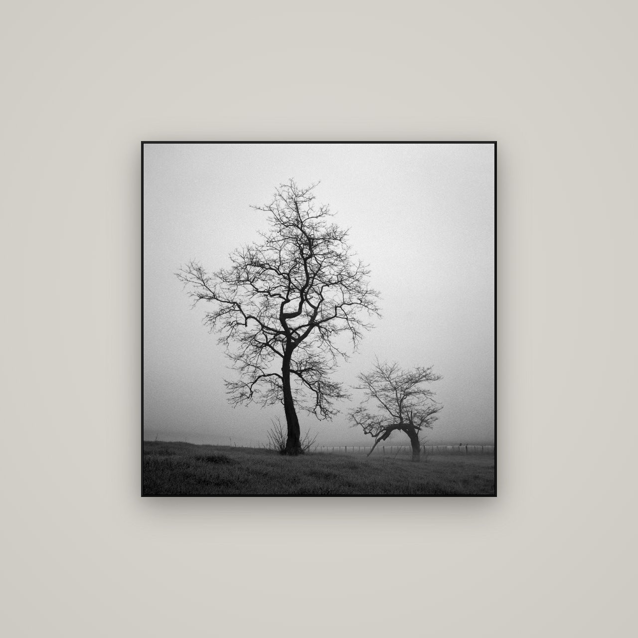 The Humble Guardian, Waikato — ArtBox Black, 80×80 cm. New Zealand fine art wall art by Stephen Milner.