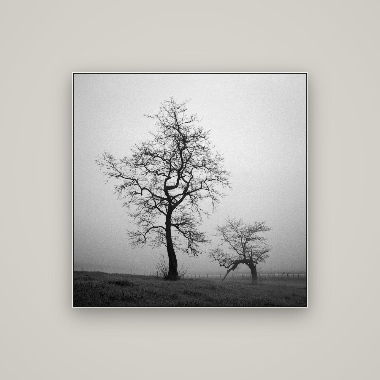 The Humble Guardian, Waikato — ArtBox White, 100×100 cm. New Zealand fine art wall art by Stephen Milner.