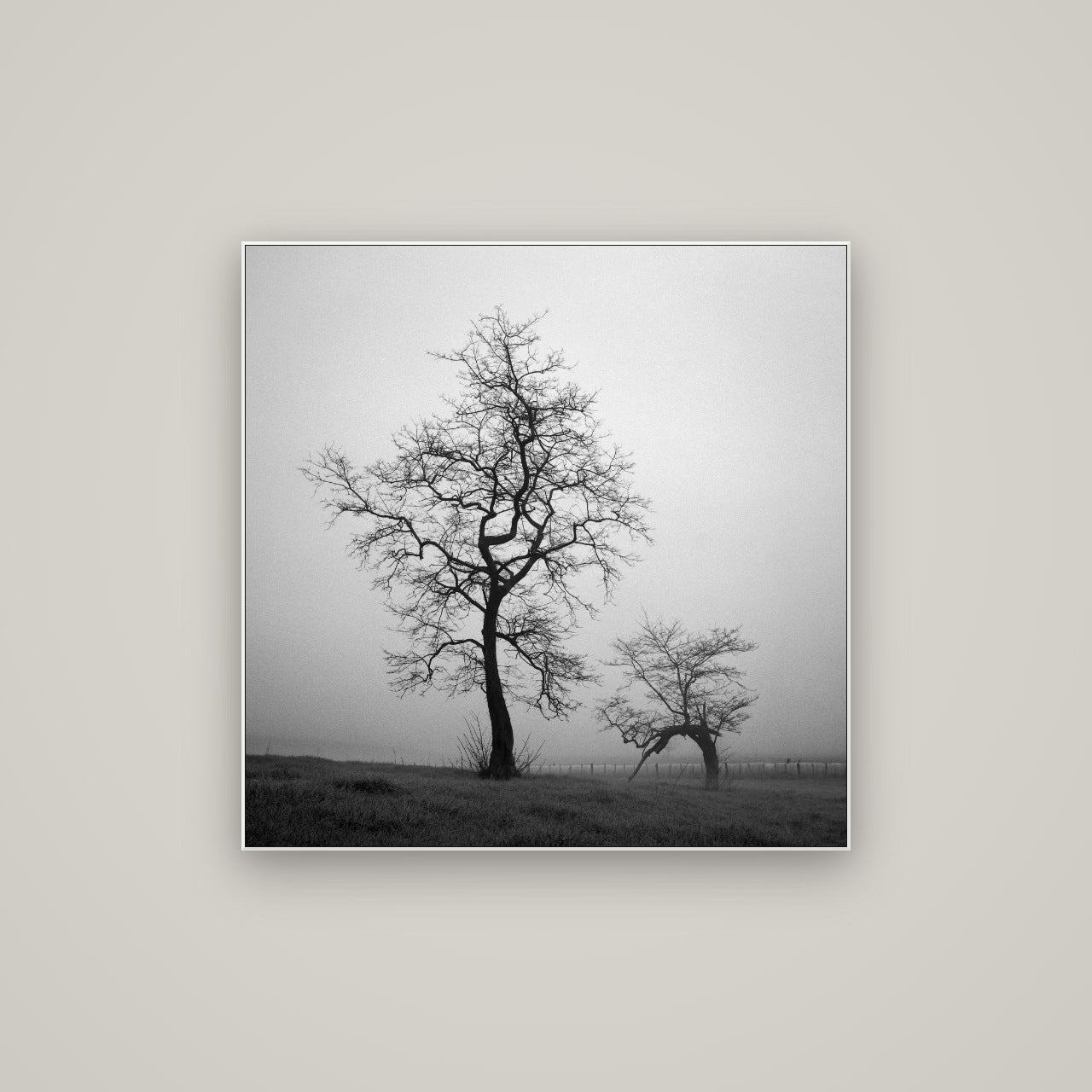 The Humble Guardian, Waikato — ArtBox White, 80×80 cm. New Zealand fine art wall art by Stephen Milner.