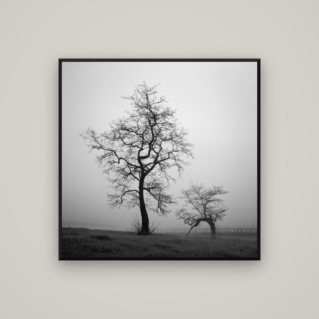 The Humble Guardian, Waikato — Basel Black Matte, 100×100 cm. New Zealand fine art wall art by Stephen Milner.