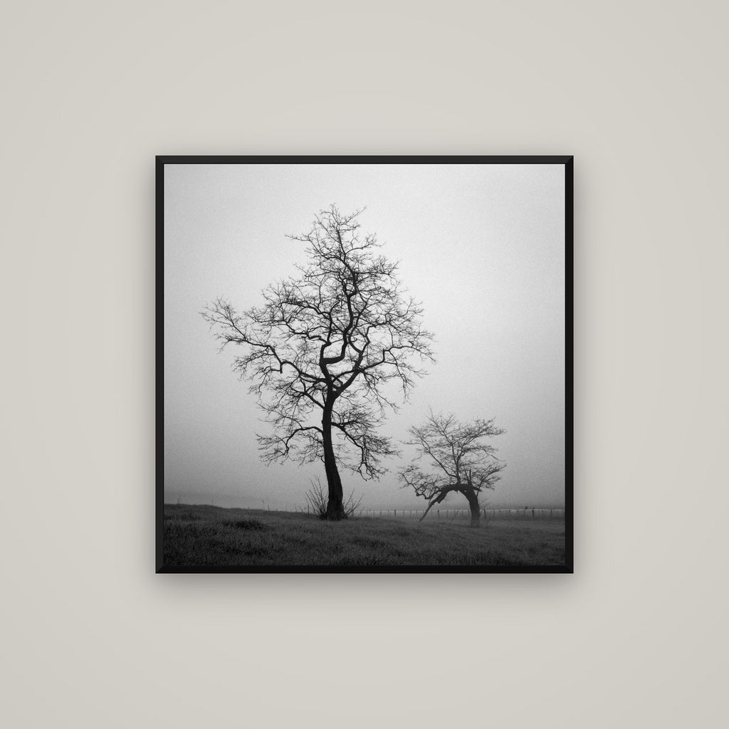 The Humble Guardian, Waikato — Basel Black Matte, 80×80 cm. New Zealand fine art wall art by Stephen Milner.