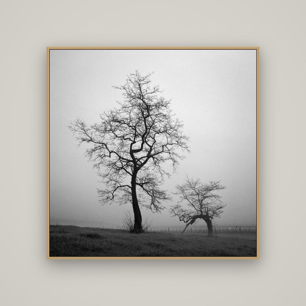 The Humble Guardian, Waikato, Basel Natural Oak, 120×120 cm. New Zealand fine art wall art by Stephen Milner.
