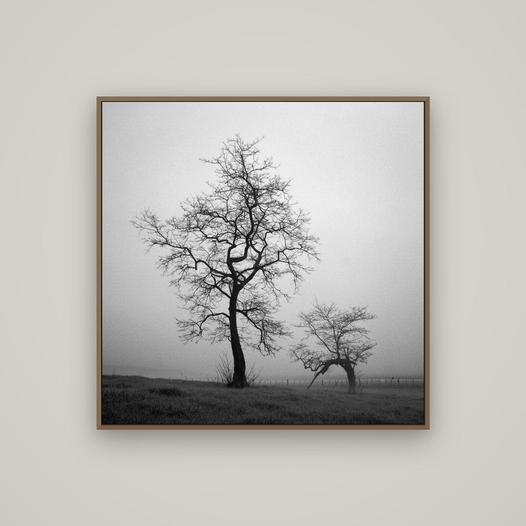 The Humble Guardian, Waikato, Basel Walnut, 100×100 cm. New Zealand fine art wall art by Stephen Milner.