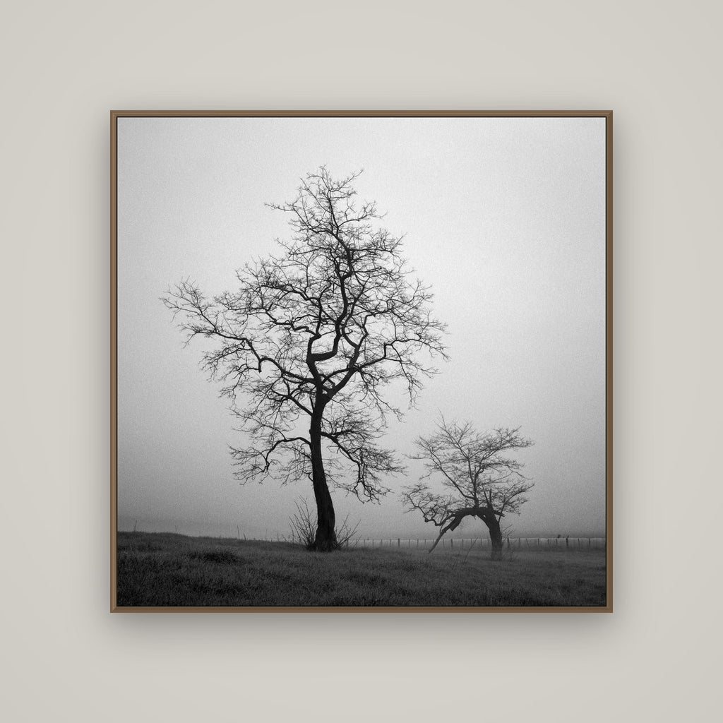 The Humble Guardian, Waikato, Basel Walnut, 120×120 cm. New Zealand fine art wall art by Stephen Milner.