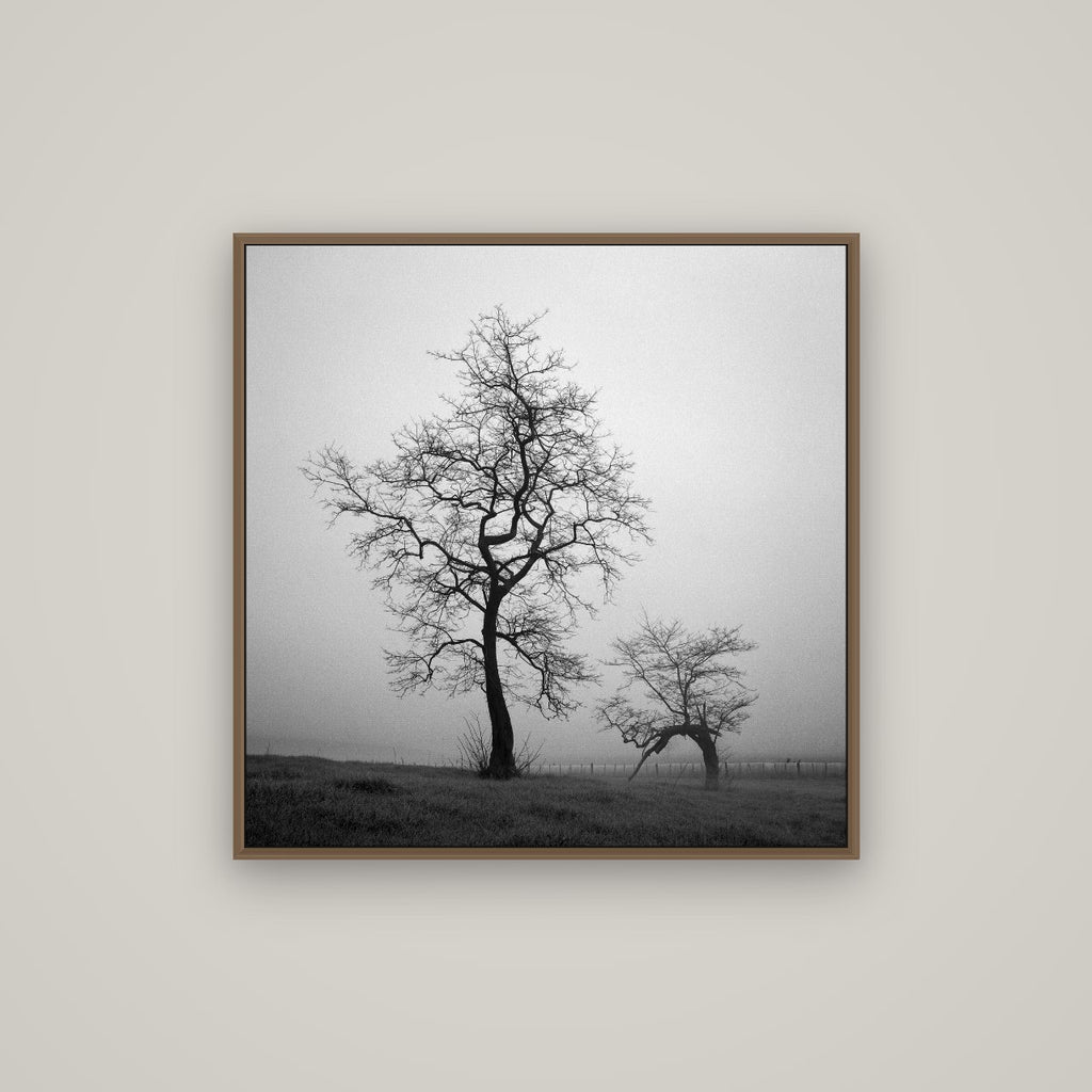 The Humble Guardian, Waikato, Basel Walnut, 80×80 cm. New Zealand fine art wall art by Stephen Milner.