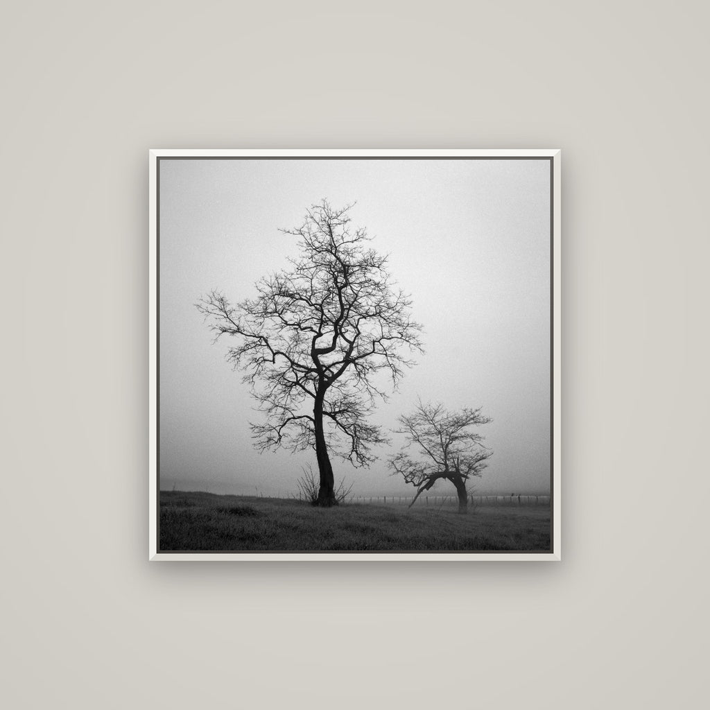 The Humble Guardian, Waikato — Basel White, 80×80 cm. New Zealand fine art wall art by Stephen Milner.