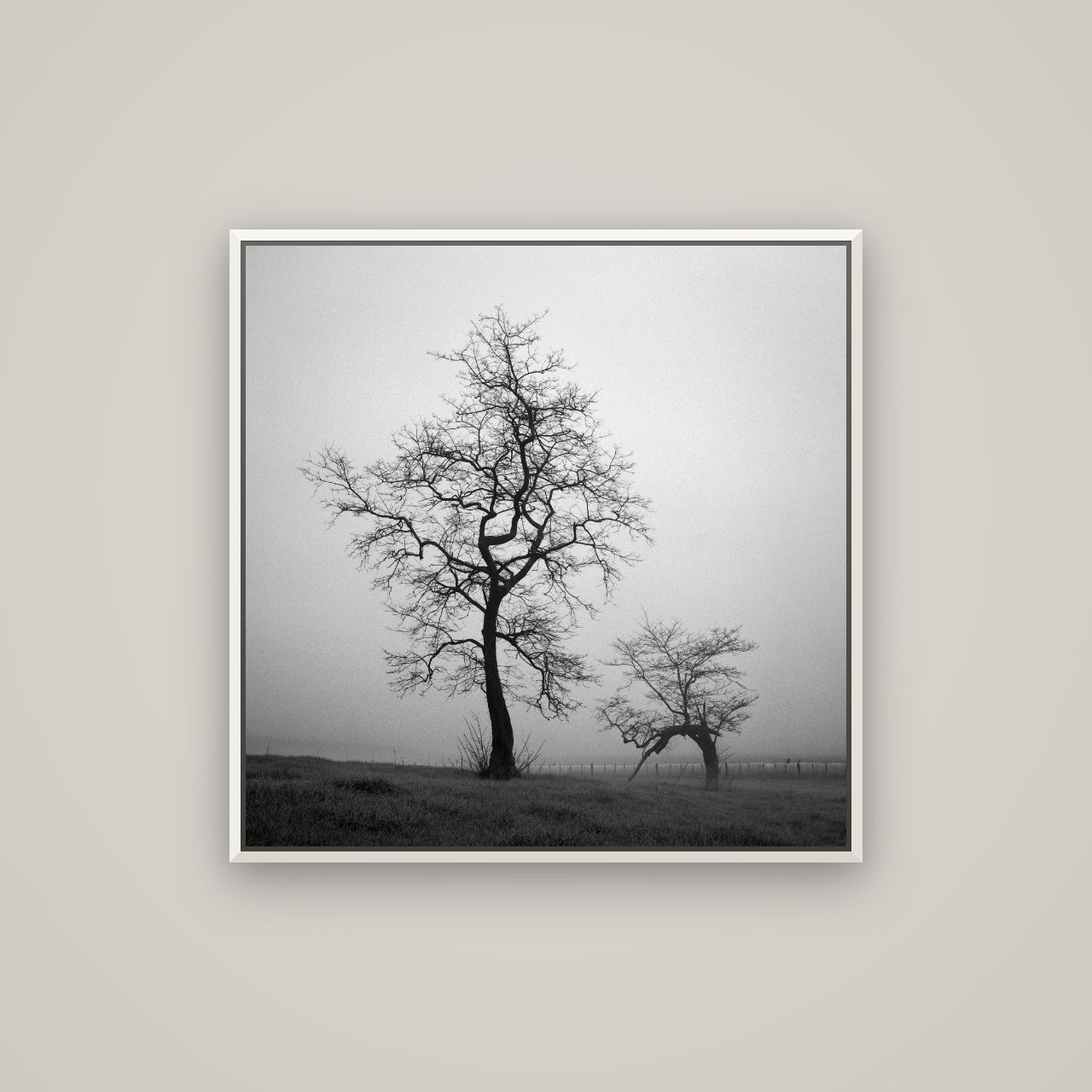 The Humble Guardian, Waikato — Basel White, 80×80 cm. New Zealand fine art wall art by Stephen Milner.