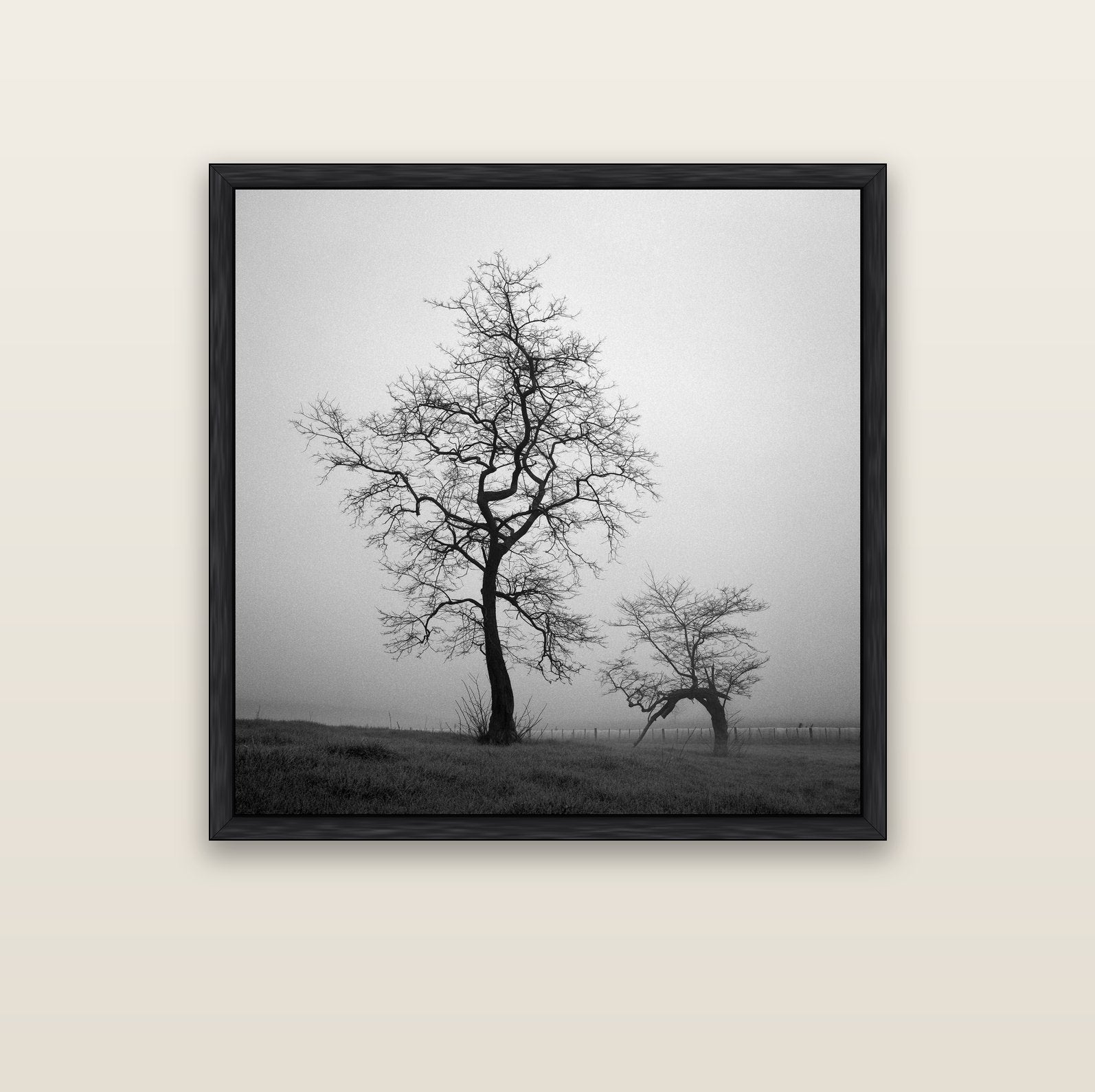 The Humble Guardian, Waikato — black float frame canvas, 102 × 102 cm. New Zealand fine art landscape wall art by Stephen Milner.