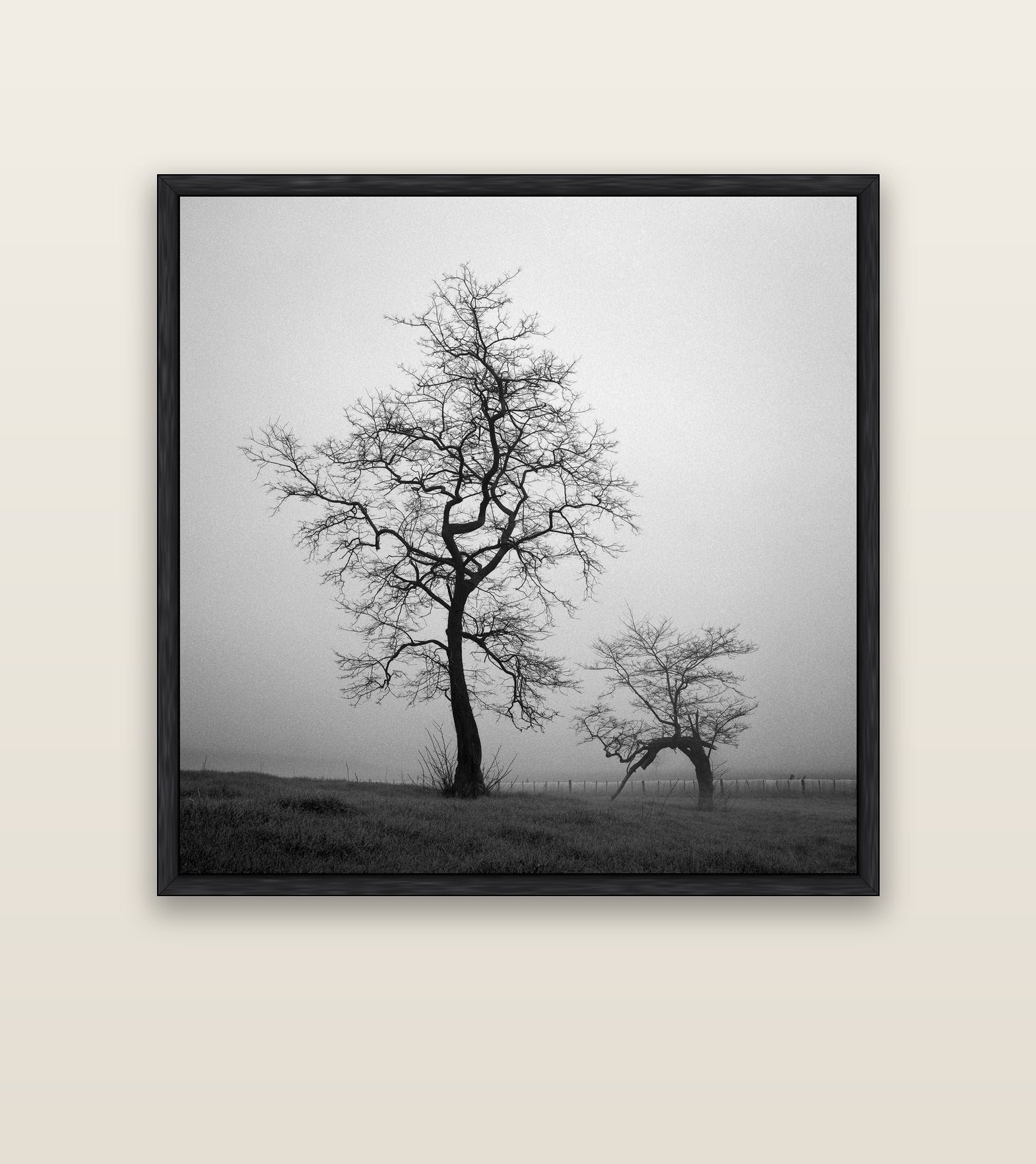 The Humble Guardian, Waikato — black float frame canvas, 127 × 127 cm. New Zealand fine art landscape wall art by Stephen Milner.
