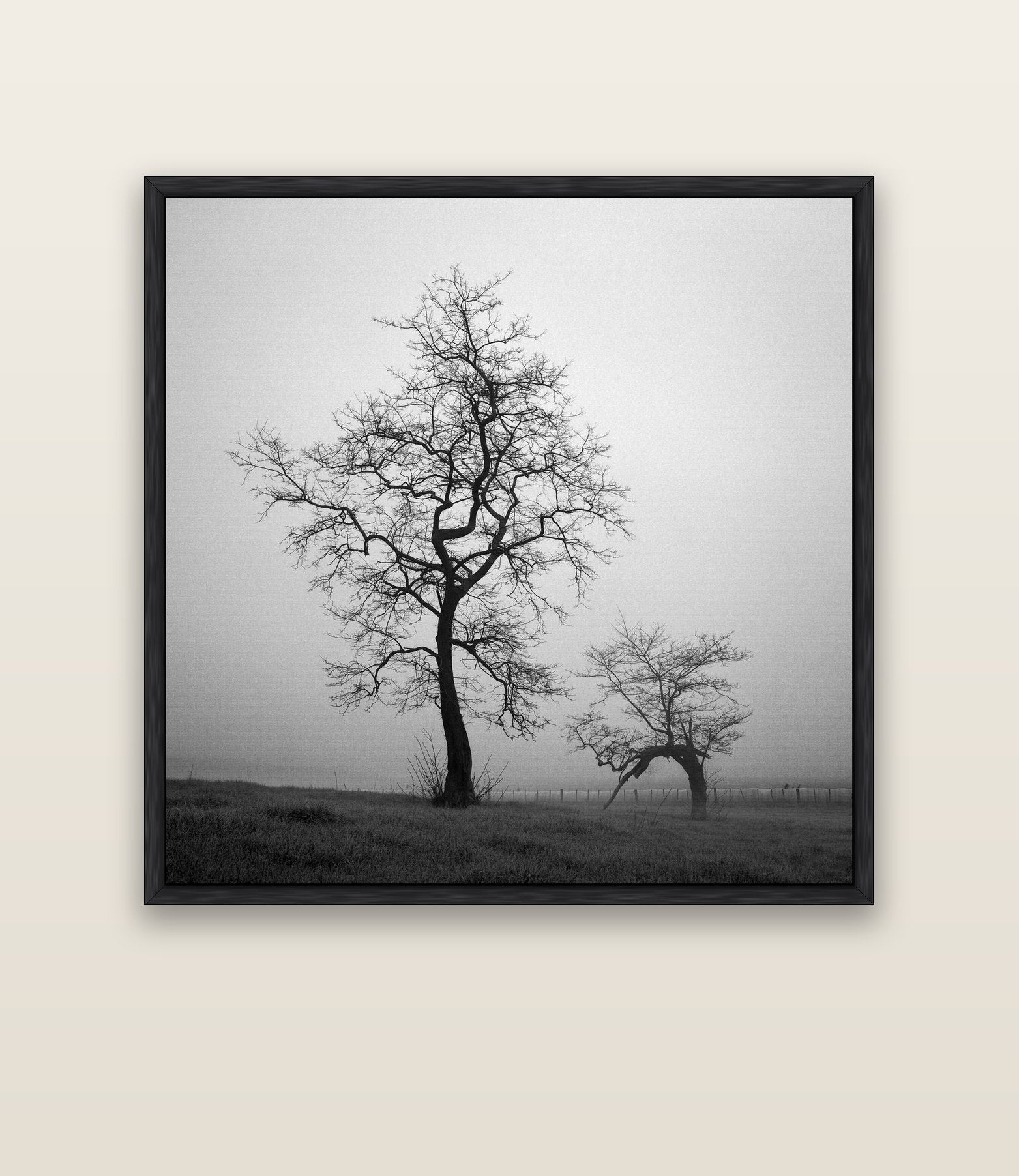 The Humble Guardian, Waikato — black float frame canvas, 133 × 133 cm. New Zealand fine art landscape wall art by Stephen Milner.