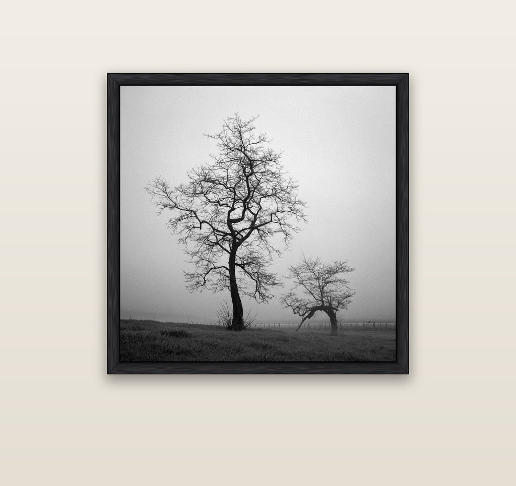The Humble Guardian, Waikato — black float frame canvas, 91 × 91 cm. New Zealand fine art landscape wall art by Stephen Milner.