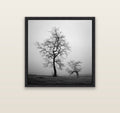 The Humble Guardian, Waikato — black float frame canvas, 91 × 91 cm. New Zealand fine art landscape wall art by Stephen Milner.