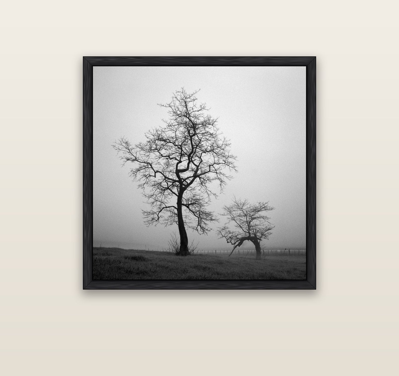 The Humble Guardian, Waikato — black float frame canvas, 91 × 91 cm. New Zealand fine art landscape wall art by Stephen Milner.