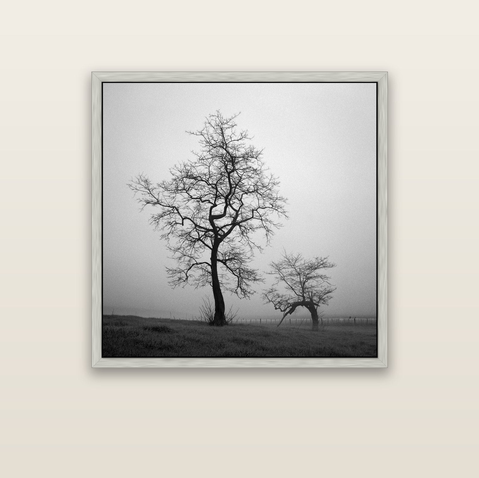 The Humble Guardian, Waikato — silver float frame canvas, 102 × 102 cm. New Zealand fine art landscape wall art by Stephen Milner.