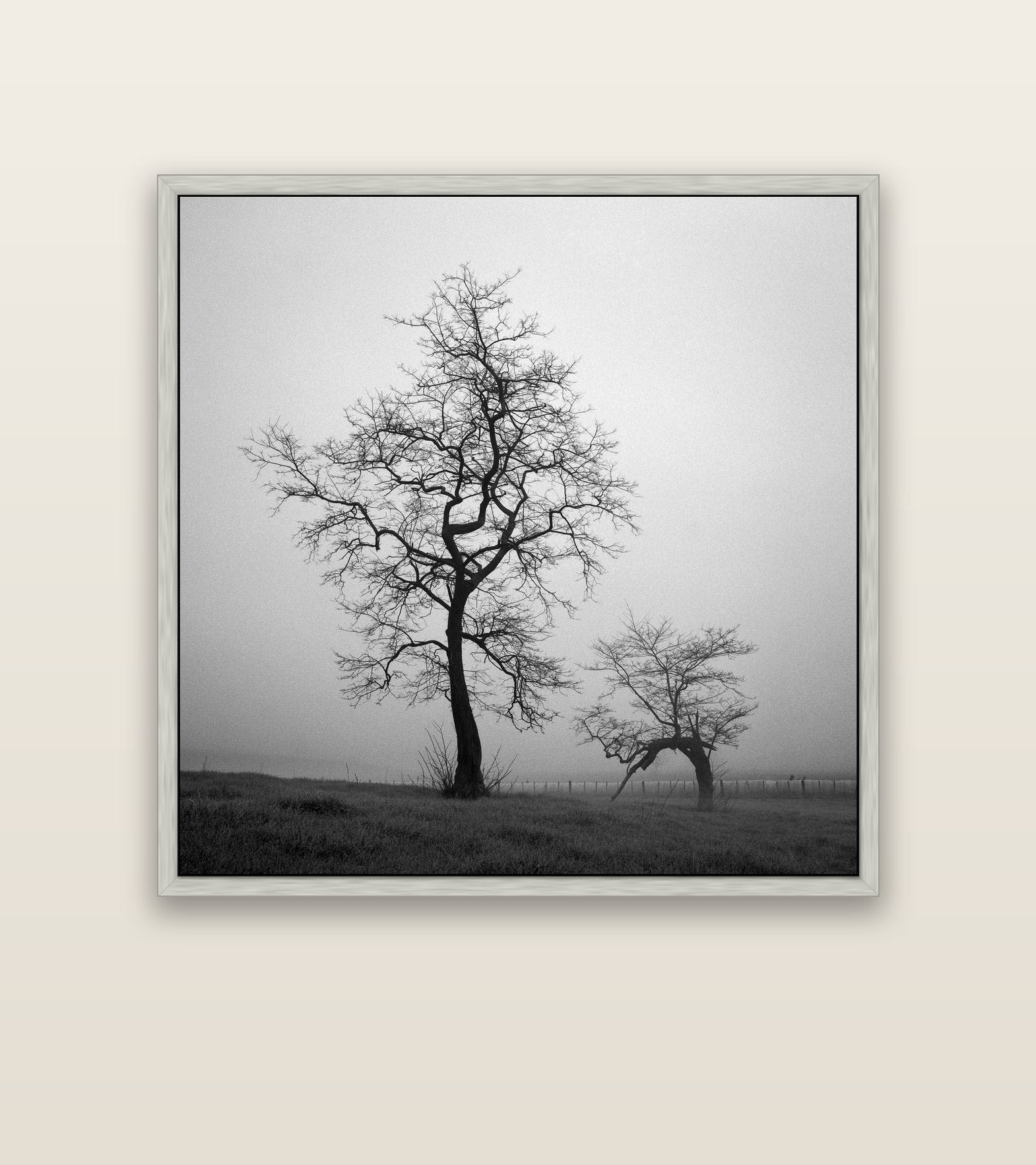 The Humble Guardian, Waikato — silver float frame canvas, 127 × 127 cm. New Zealand fine art landscape wall art by Stephen Milner.