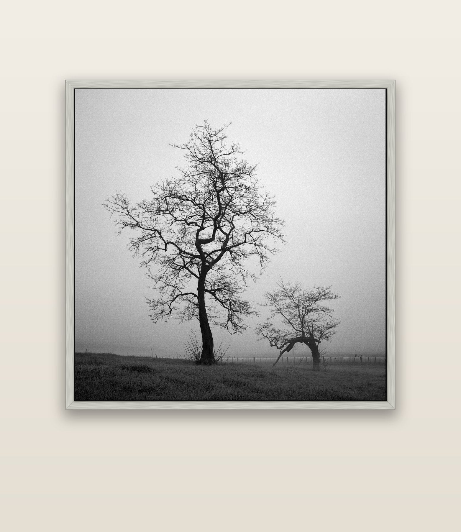 The Humble Guardian, Waikato — silver float frame canvas, 133 × 133 cm. New Zealand fine art landscape wall art by Stephen Milner.