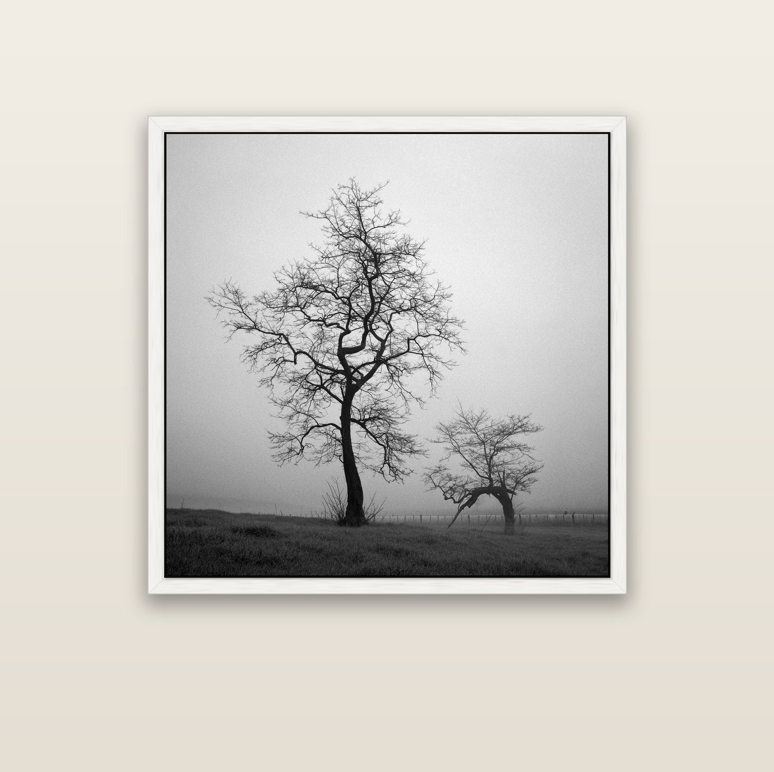 The Humble Guardian, Waikato — white float frame canvas, 102 × 102 cm. New Zealand fine art landscape wall art by Stephen Milner.