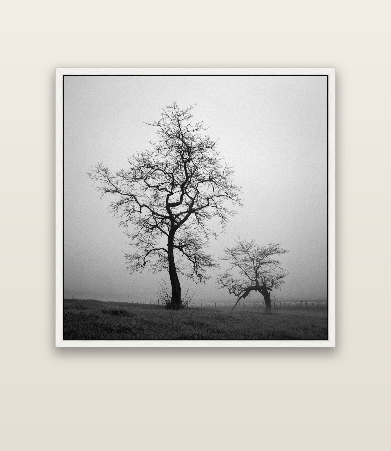 The Humble Guardian, Waikato — white float frame canvas, 133 × 133 cm. New Zealand fine art landscape wall art by Stephen Milner.