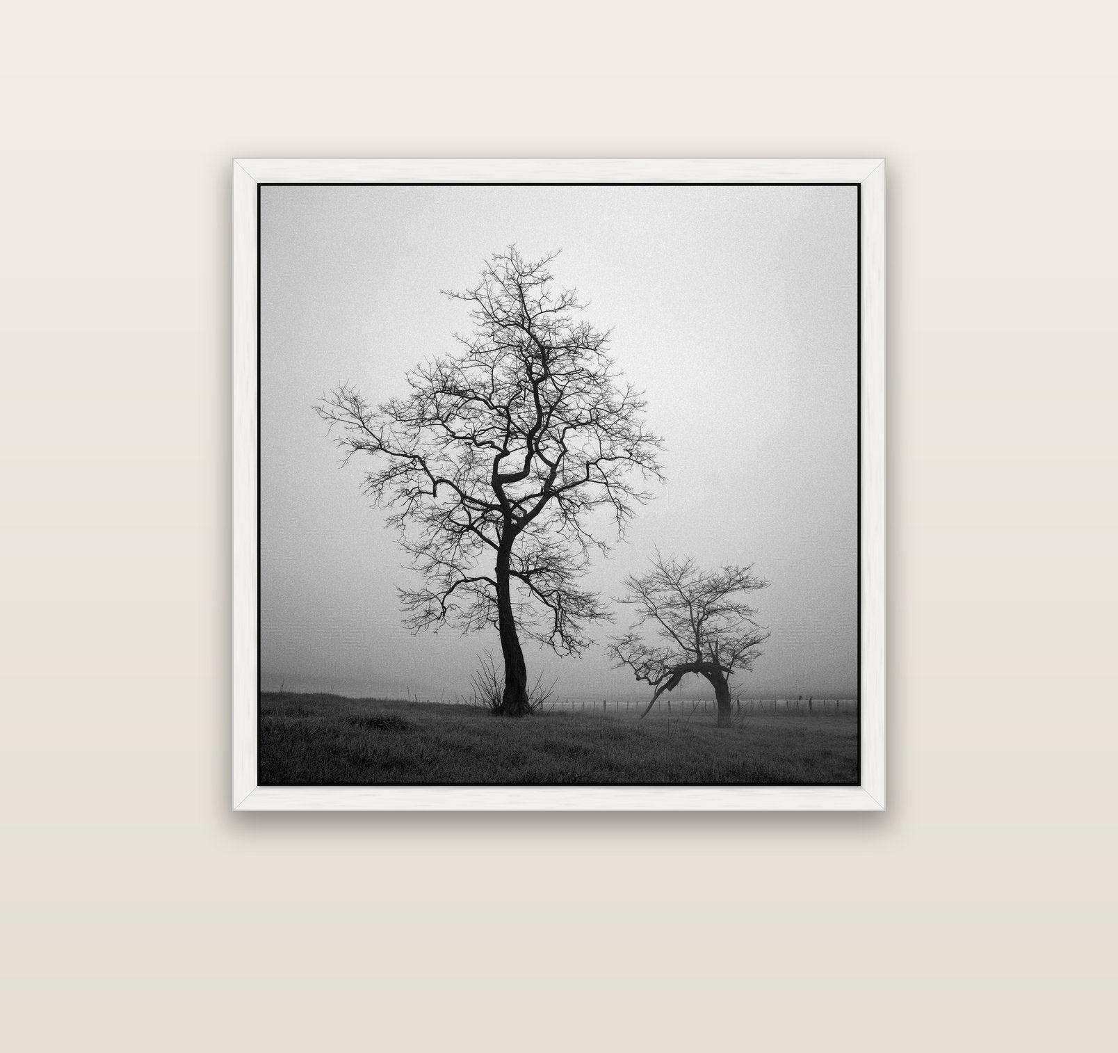 The Humble Guardian, Waikato — white float frame canvas, 91 × 91 cm. New Zealand fine art landscape wall art by Stephen Milner.