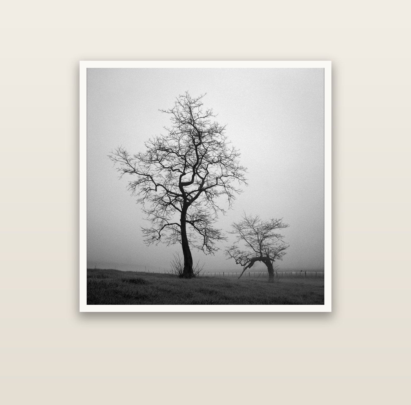 The Humble Guardian, Waikato — Hahnemühle fine art print, 100 × 100 cm. New Zealand fine art landscape photography by Stephen Milner.