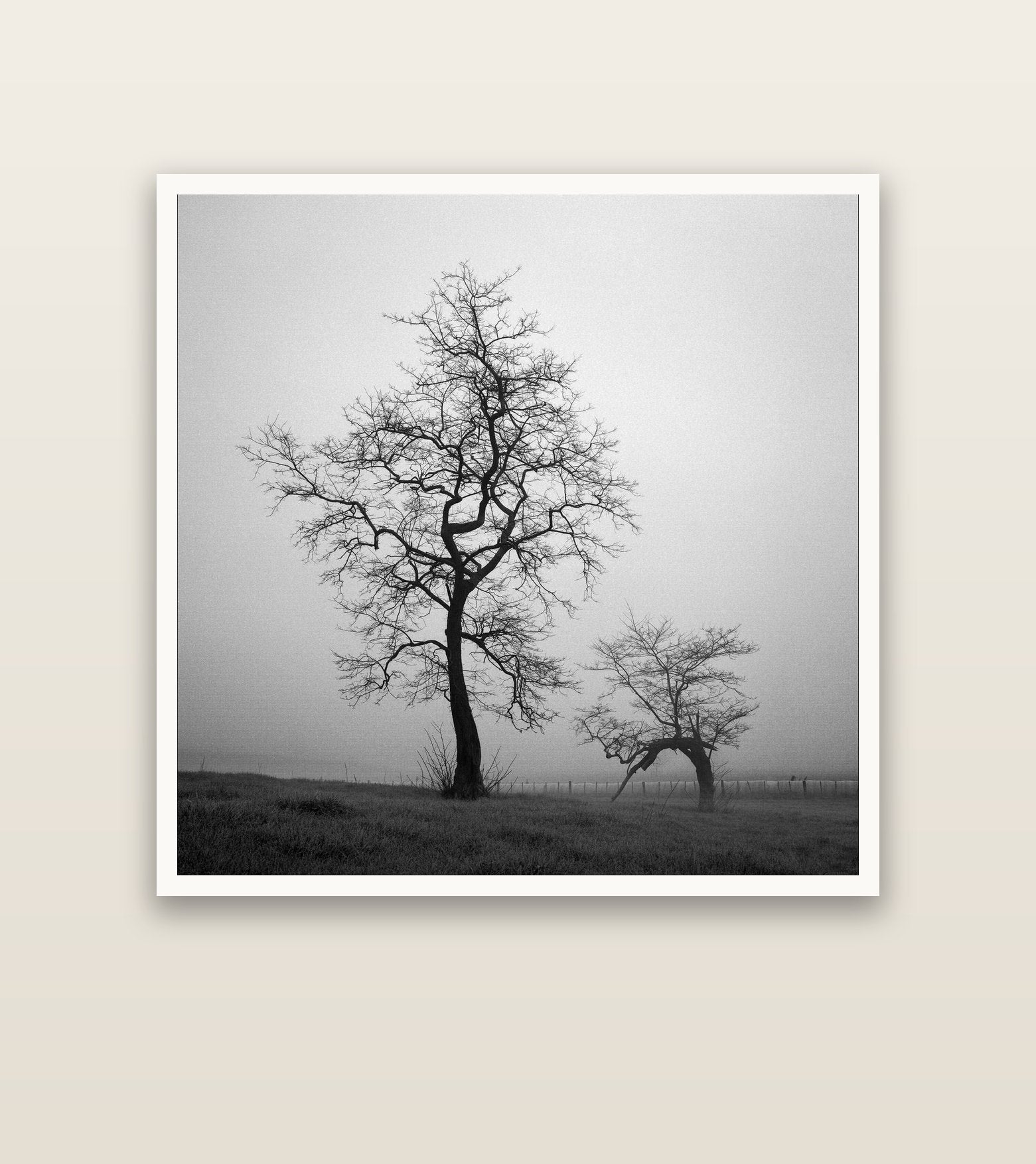 The Humble Guardian, Waikato — Hahnemühle fine art print, 127 × 127 cm. New Zealand fine art landscape photography by Stephen Milner.