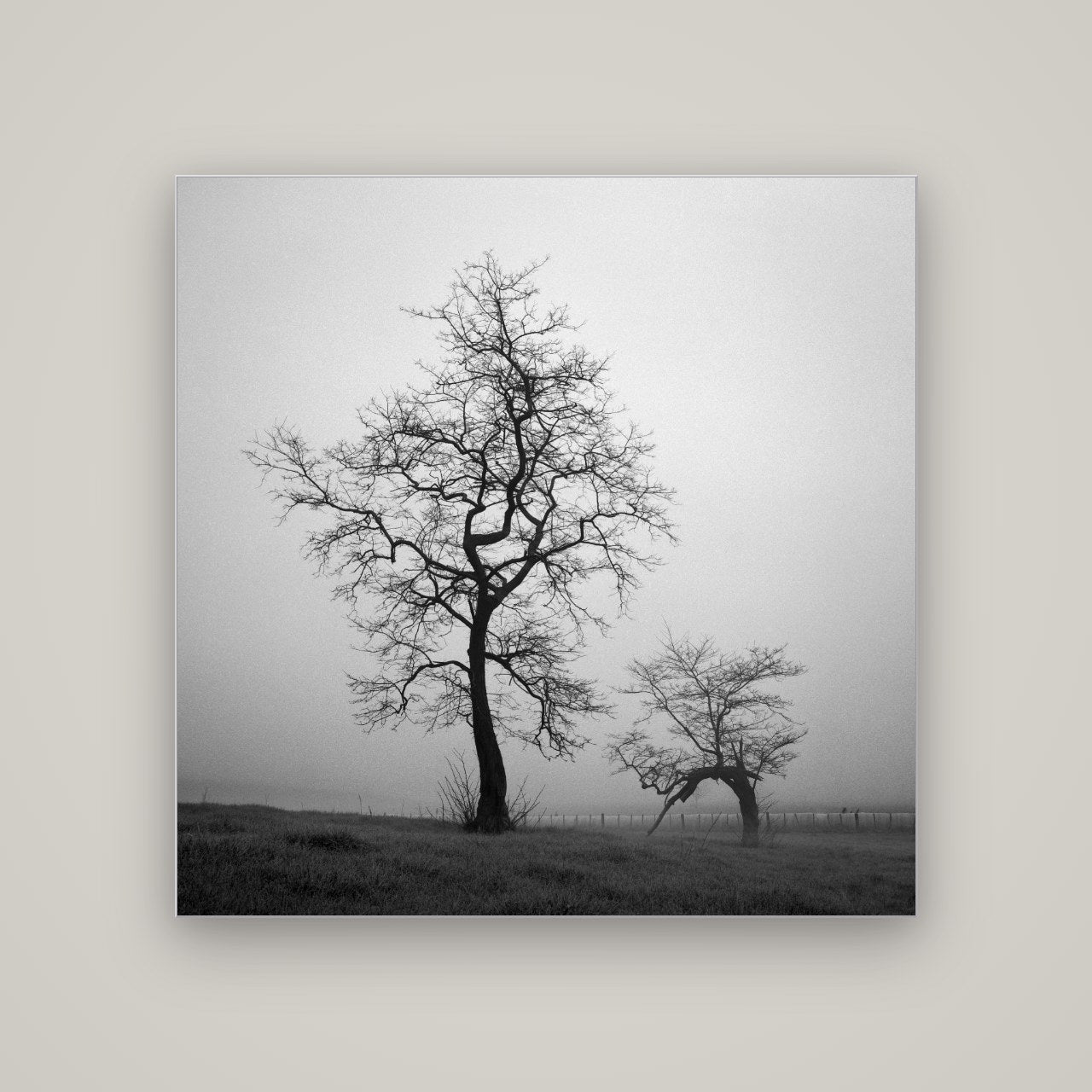 The Humble Guardian, Waikato — Slimline Silver, 120×120 cm. New Zealand fine art wall art by Stephen Milner.