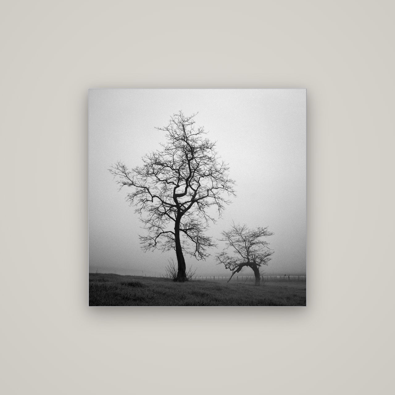 The Humble Guardian, Waikato — Slimline Silver, 80×80 cm. New Zealand fine art wall art by Stephen Milner.