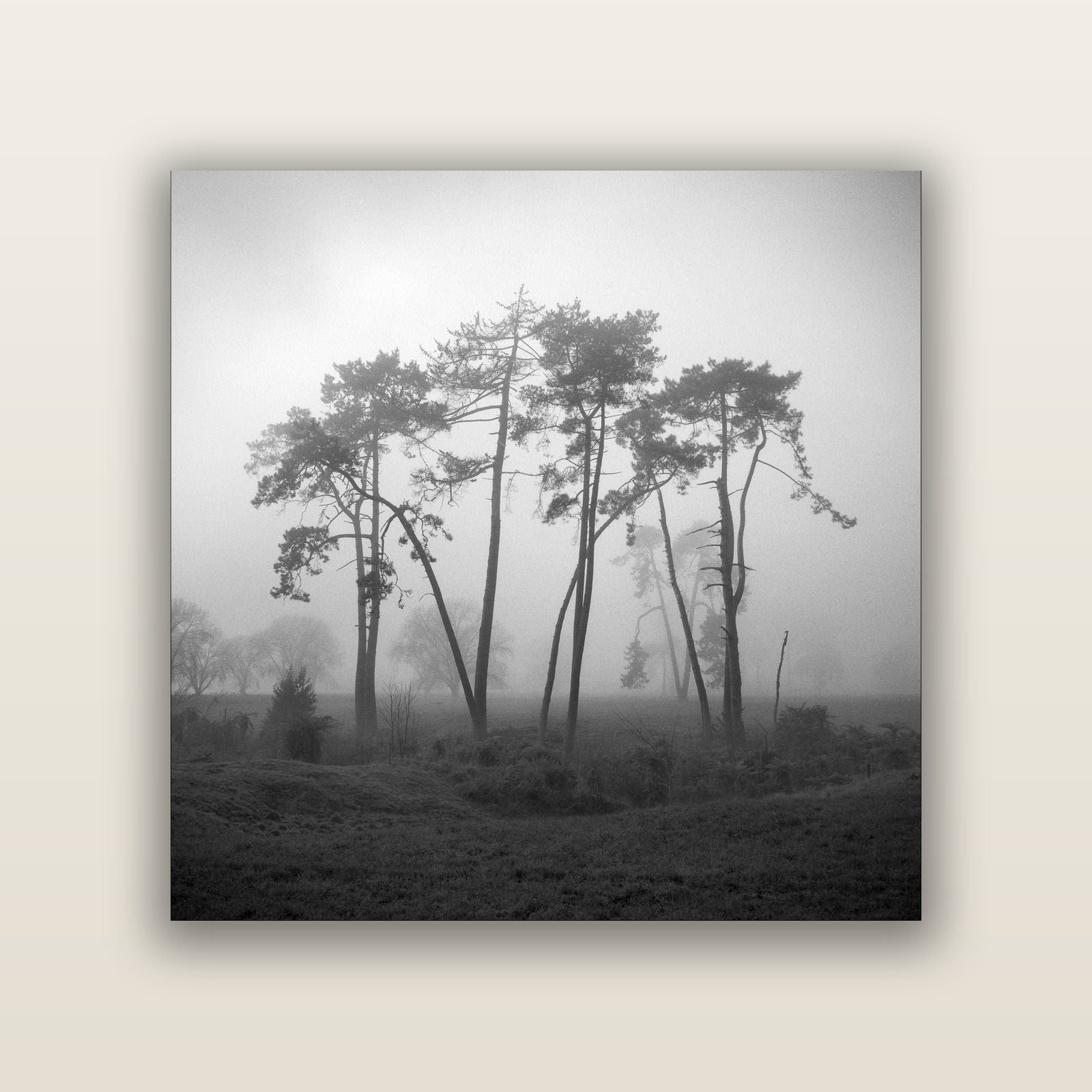 Together, Waikato — acrylic panel print, small 41 × 41 cm. New Zealand fine art landscape wall art by Stephen Milner.