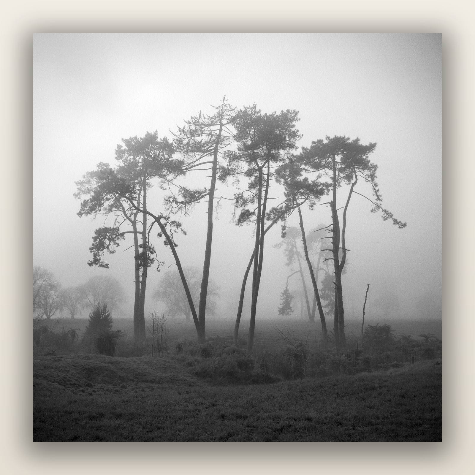 Together, Waikato, frameless acrylic glass print. New Zealand fine art landscape photography by Stephen Milner.
