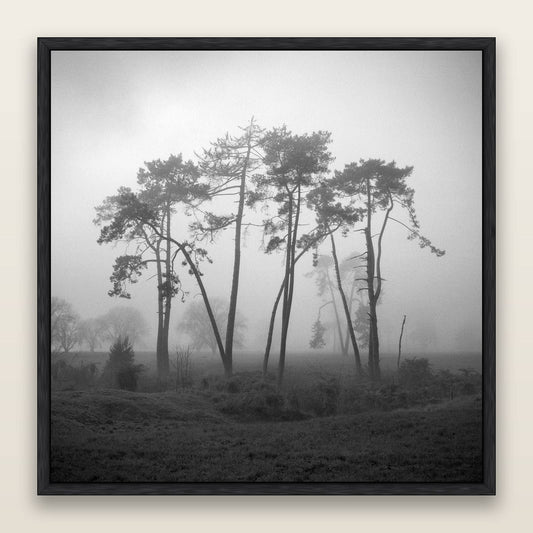 Together, Waikato — framed metallic canvas print, Black frame. New Zealand fine art landscape wall art by Stephen Milner.