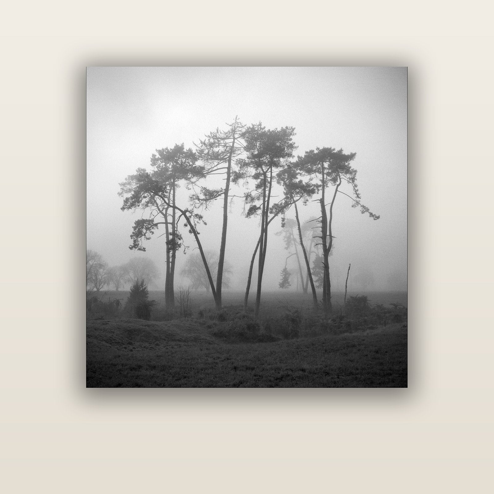 Together, Waikato — acrylic glass print, 112 × 112 cm. New Zealand fine art landscape wall art by Stephen Milner.