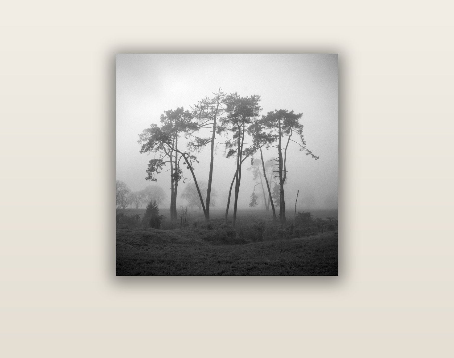 Together, Waikato — acrylic glass print, 61 × 61 cm. New Zealand fine art landscape wall art by Stephen Milner.