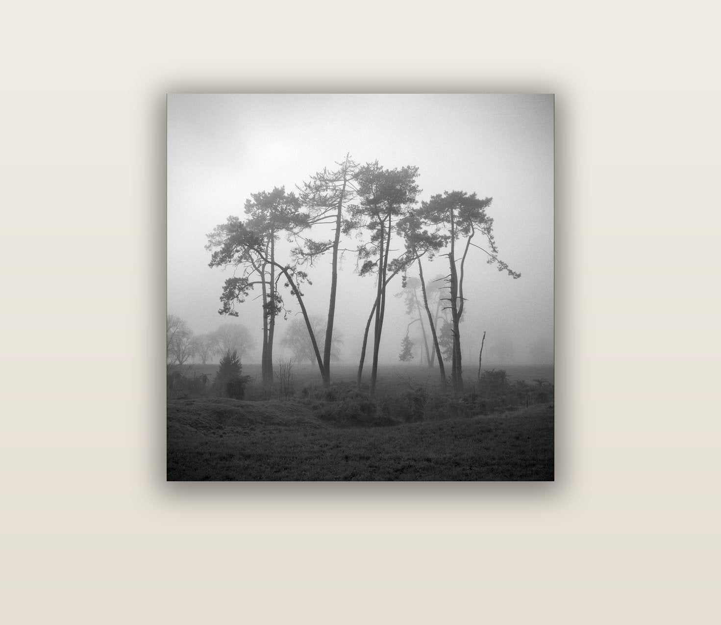 Together, Waikato — acrylic glass print, 76 × 76 cm. New Zealand fine art landscape wall art by Stephen Milner.