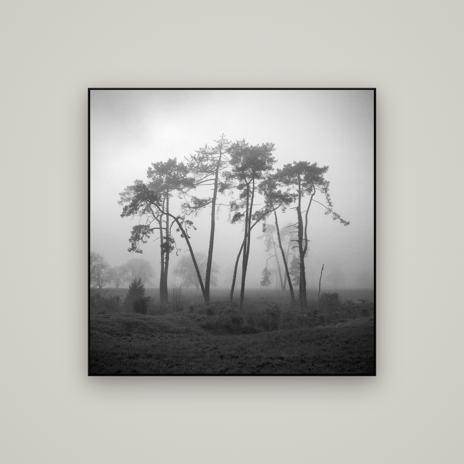 Together, Waikato — ArtBox Black, 100×100 cm. New Zealand fine art wall art by Stephen Milner.