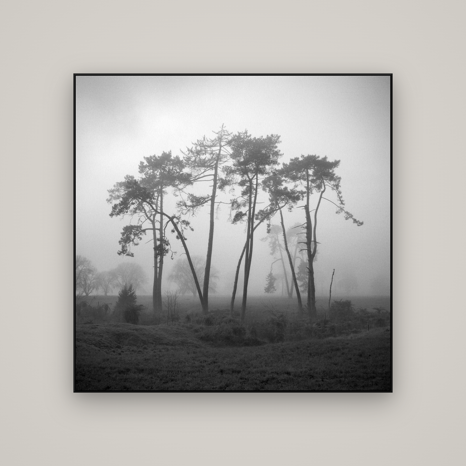 Together, Waikato — ArtBox Black, 120×120 cm. New Zealand fine art wall art by Stephen Milner.
