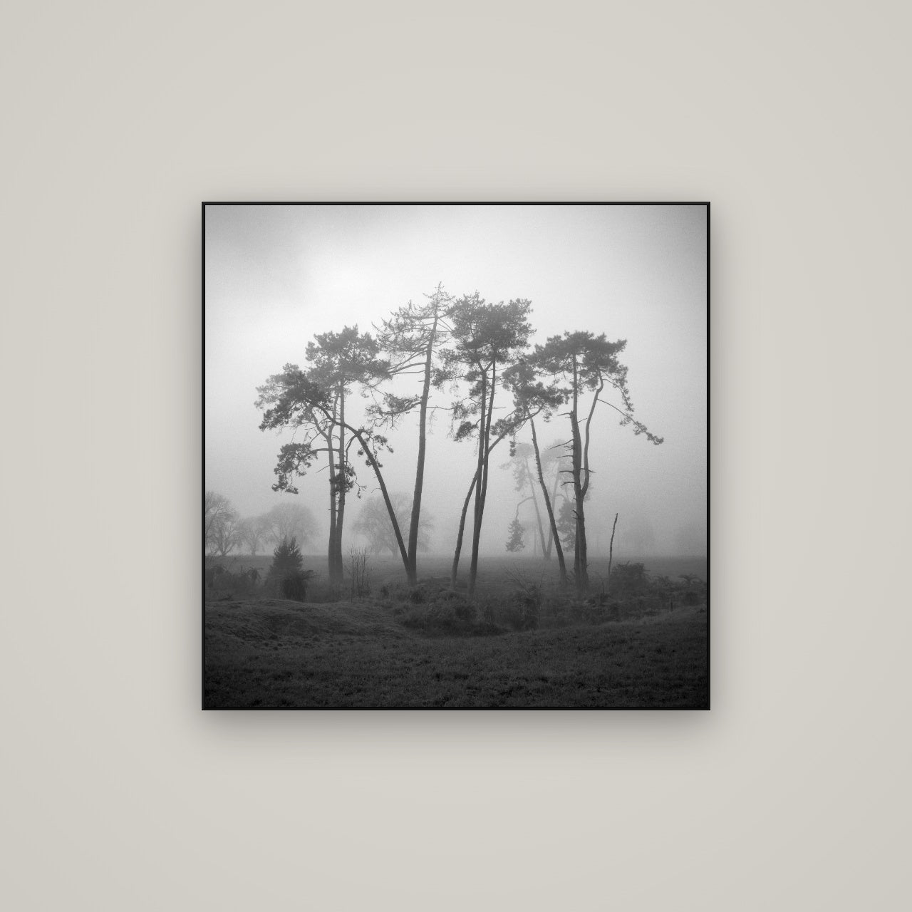 Together, Waikato — ArtBox Black, 80×80 cm. New Zealand fine art wall art by Stephen Milner.