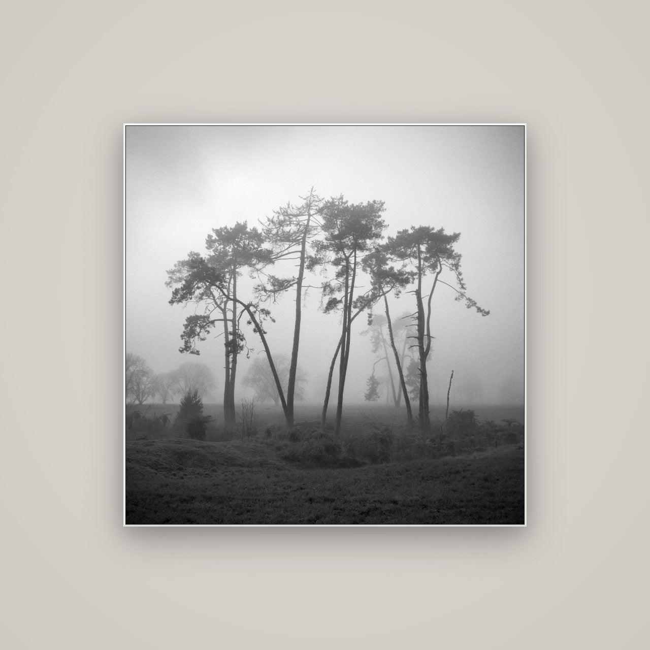 Together, Waikato — ArtBox White, 100×100 cm. New Zealand fine art wall art by Stephen Milner.