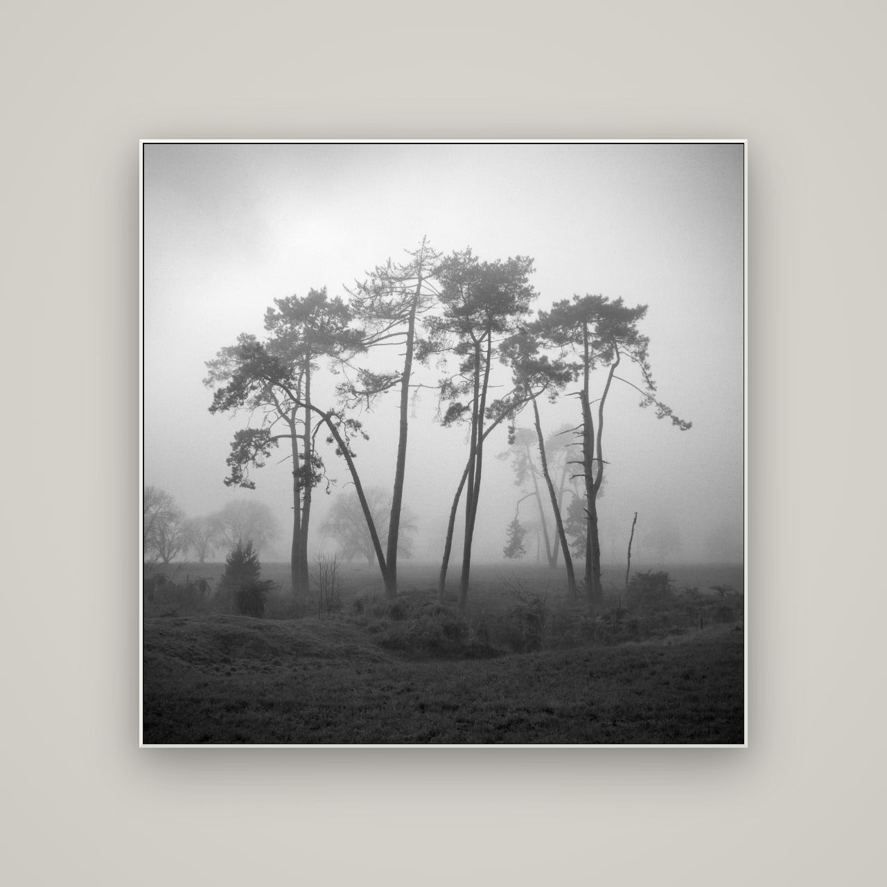 Together, Waikato — ArtBox White, 120×120 cm. New Zealand fine art wall art by Stephen Milner.