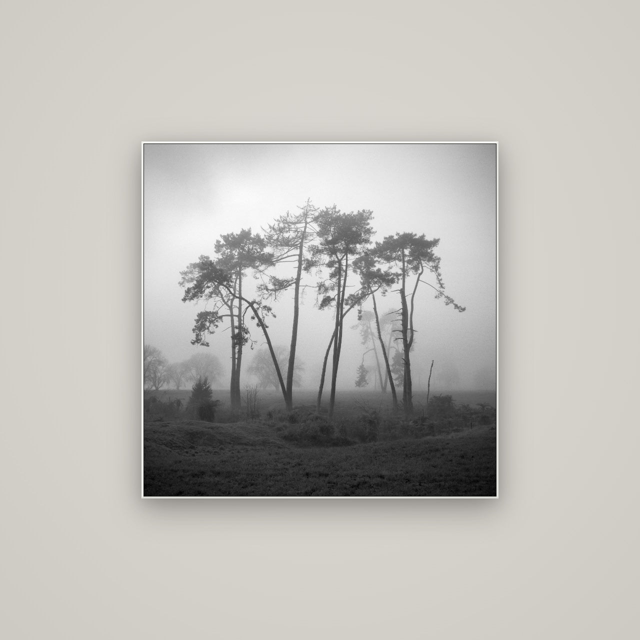 Together, Waikato — ArtBox White, 80×80 cm. New Zealand fine art wall art by Stephen Milner.