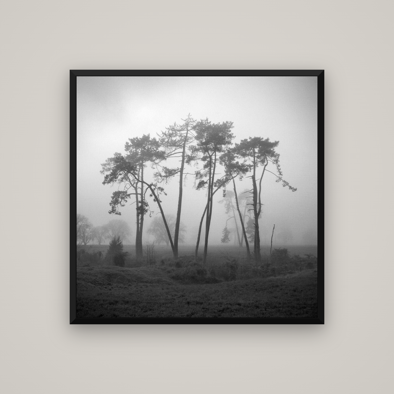 Together, Waikato — Basel Black, 100×100 cm. New Zealand fine art wall art by Stephen Milner.