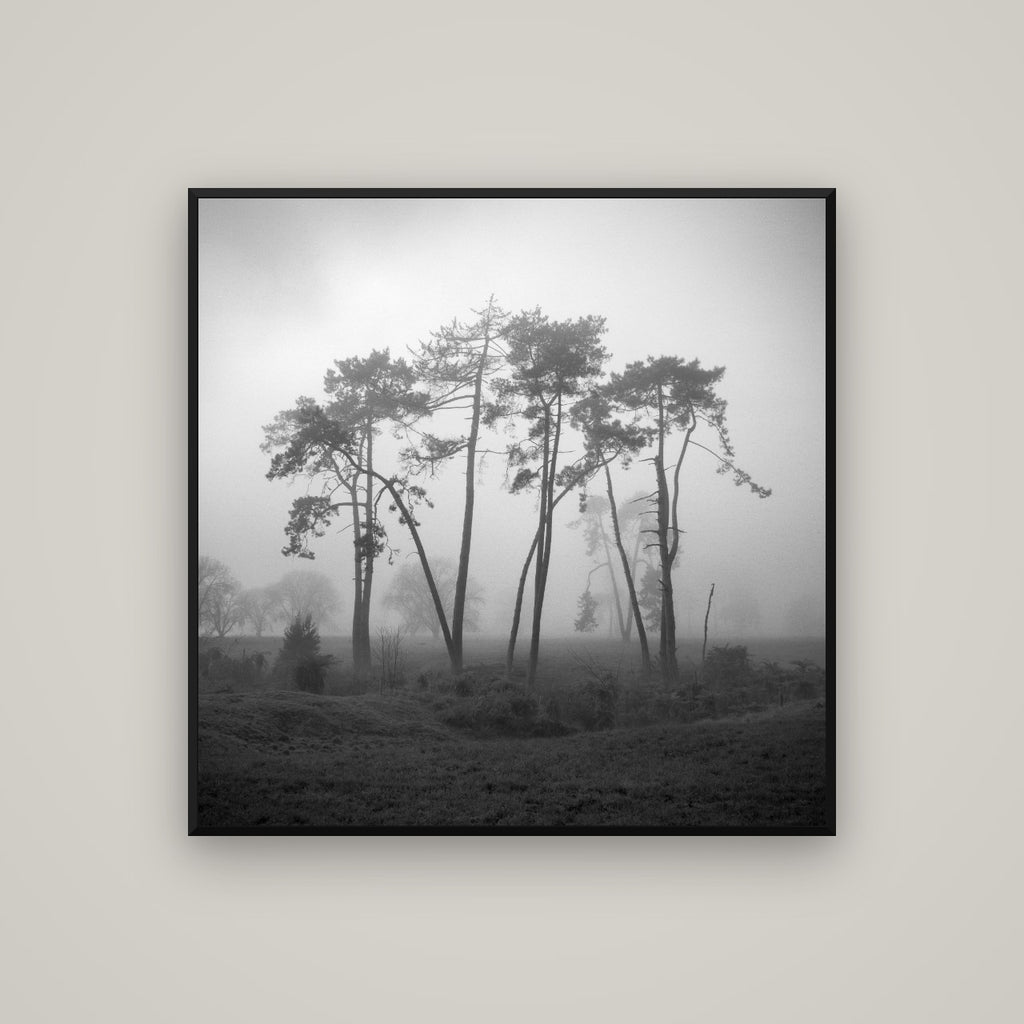 Together, Waikato — Basel Black Matte, 100×100 cm. New Zealand fine art wall art by Stephen Milner.