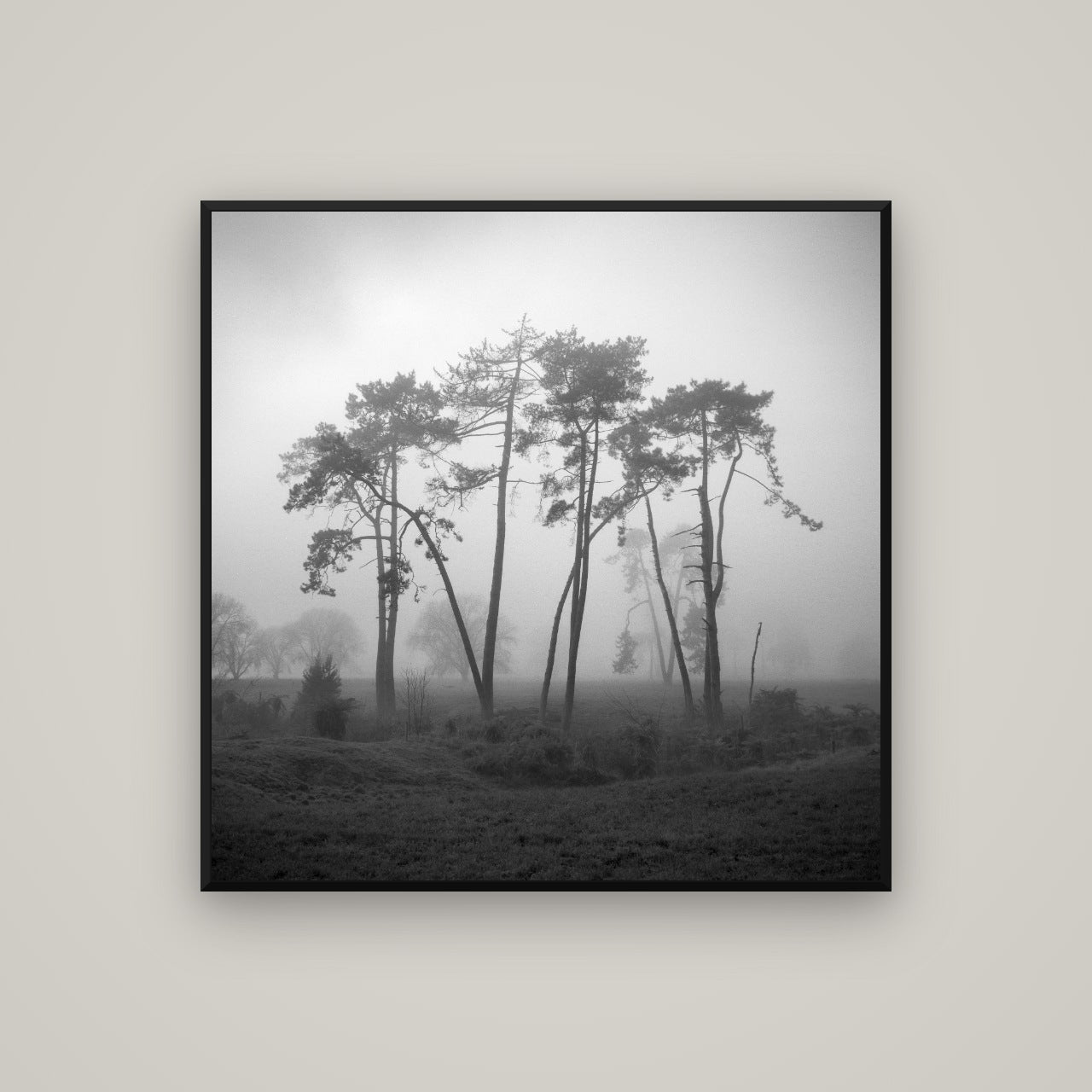 Together, Waikato — Basel Black, 100×100 cm. New Zealand fine art wall art by Stephen Milner.