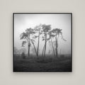 Together, Waikato — Basel Black, 120×120 cm. New Zealand fine art wall art by Stephen Milner.